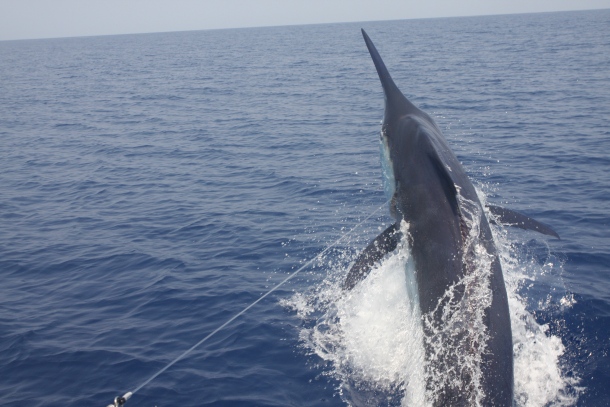 The 2013 snapper season in South Australia is closed from November 1 through until December 15. Image: Jamie Crawford